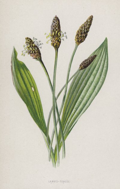 Lamm-Tunga (chromolitho) av Frederick Edward Hulme