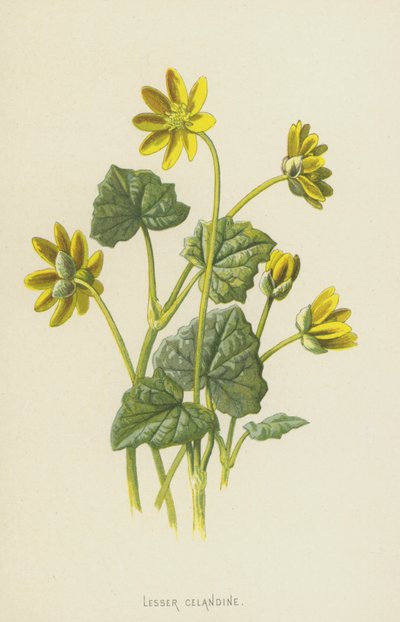 Lesser Celandine (chromolitho) av Frederick Edward Hulme