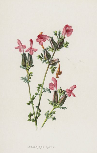 Lesser Red-Rattle (chromolitho) av Frederick Edward Hulme