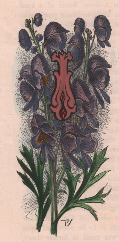 Bokstav I, drop cap letter, akvarellgravyr, cm 10x5, av Frederick Edward Hulme (1841-1909) från The familiar Garden Flower, ca 1880 av Frederick Edward Hulme