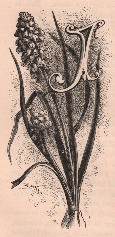 Bokstaven J, drop cap letter, gravyr, cm 10x5, av Frederick Edward Hulme (1841-1909) från The familiar Garden Flower, ca 1880 av Frederick Edward Hulme