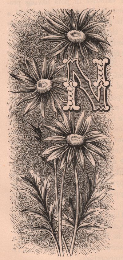 Bokstaven N, tryckbokstav, gravyr, cm 10x5, av Frederick Edward Hulme (1841-1909) från The familiar Garden Flower, ca 1880 av Frederick Edward Hulme