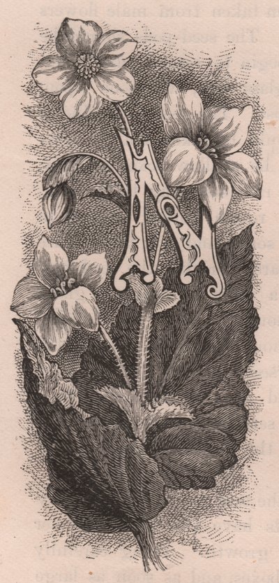 Bokstaven N, drop cap letter, gravyr, cm 10x5, av Frederick Edward Hulme (1841-1909) från The familiar Garden Flower, ca 1880 av Frederick Edward Hulme
