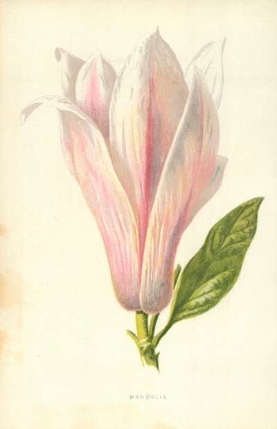Magnolia av Frederick Edward Hulme