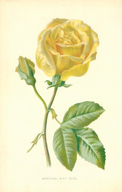 Marskalk Niel Rose av Frederick Edward Hulme