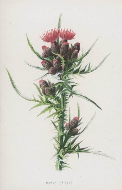 Marsh Thistle (chromolitho) av Frederick Edward Hulme