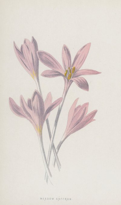 Ängssaffran (chromolitho) av Frederick Edward Hulme