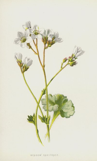 Meadow Saxifrage (chromolitho) av Frederick Edward Hulme