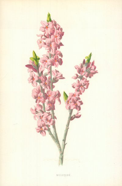 Mesereonwed av Frederick Edward Hulme