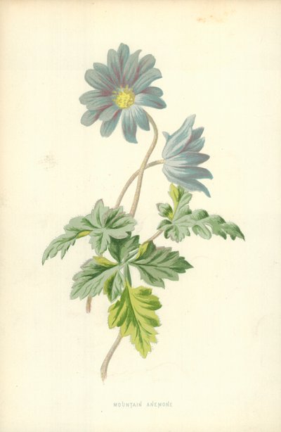 Bergsanemon av Frederick Edward Hulme