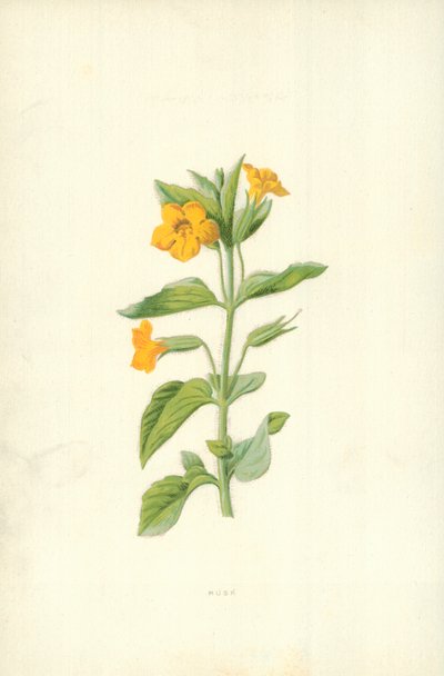 Mysk av Frederick Edward Hulme