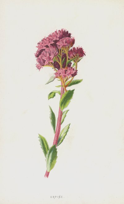 Orpin (chromolitho) av Frederick Edward Hulme