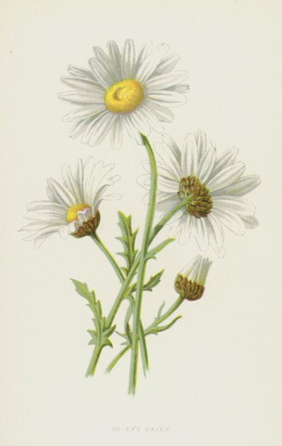 Ox-Eye Daisy (chromolitho) av Frederick Edward Hulme