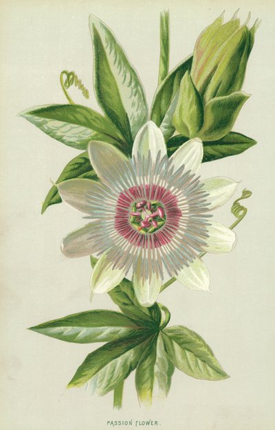 Passionsblomma av Frederick Edward Hulme