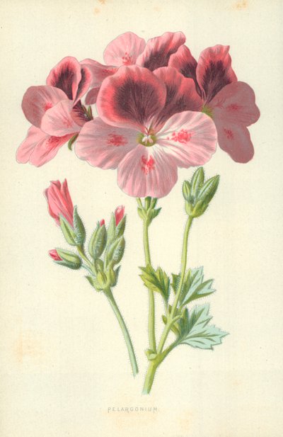Pelargonia av Frederick Edward Hulme