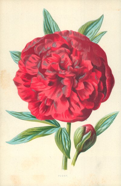 Pion av Frederick Edward Hulme