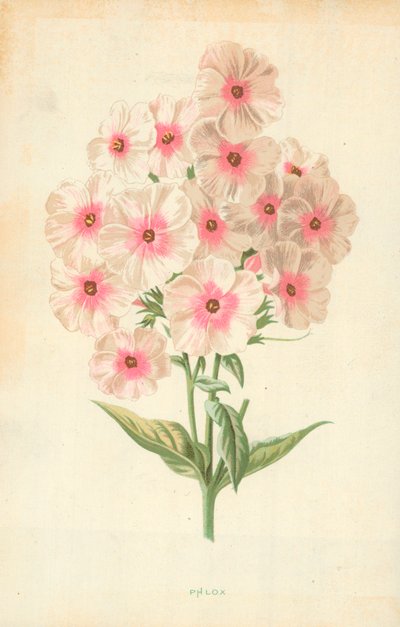 Flox av Frederick Edward Hulme