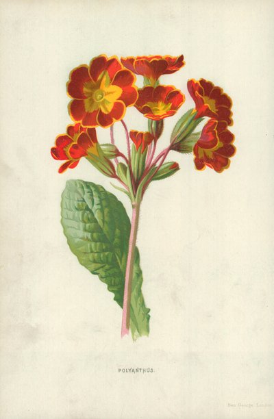 Polyanthus av Frederick Edward Hulme