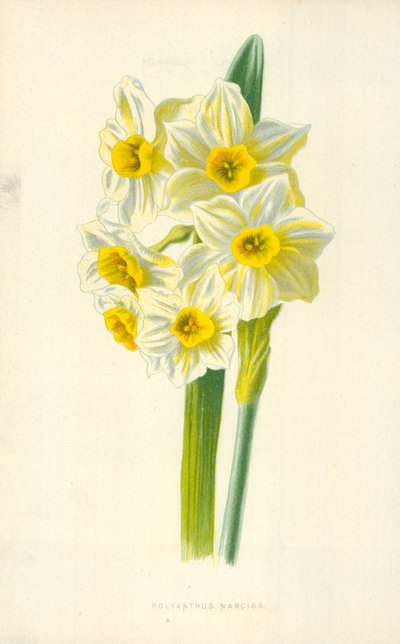 Polyanthus narciss av Frederick Edward Hulme