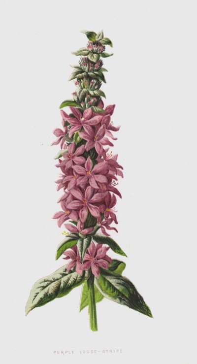 Purple Loose-Strife (chromolitho) av Frederick Edward Hulme