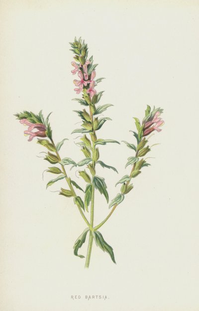 Röd Bartsia (chromolitho) av Frederick Edward Hulme