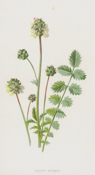 Sallad-bränna (chromolitho) av Frederick Edward Hulme