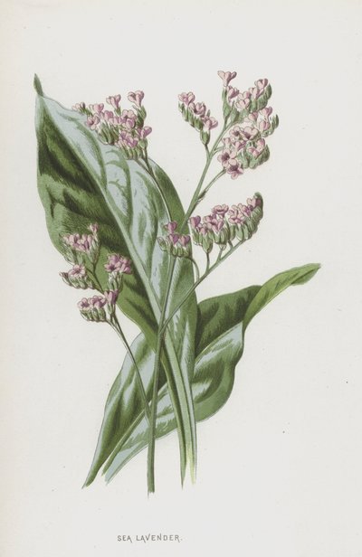 Havslavendel (chromolitho) av Frederick Edward Hulme