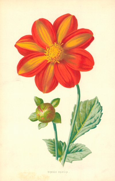 Singel Dahlia av Frederick Edward Hulme