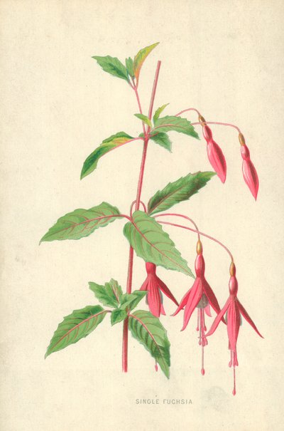 Singel Fuchsia av Frederick Edward Hulme