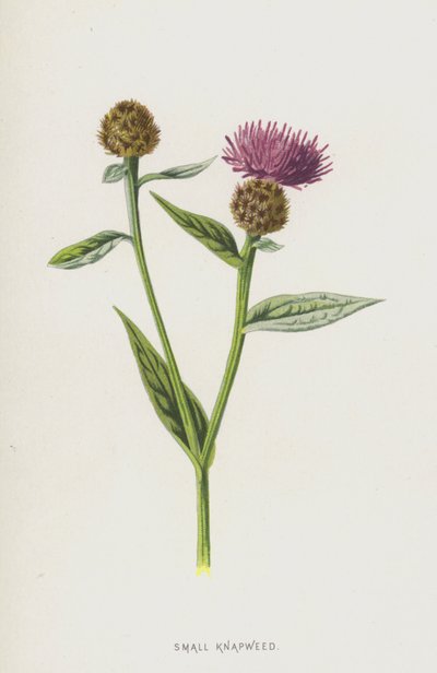 Liten napweed (chromolitho) av Frederick Edward Hulme