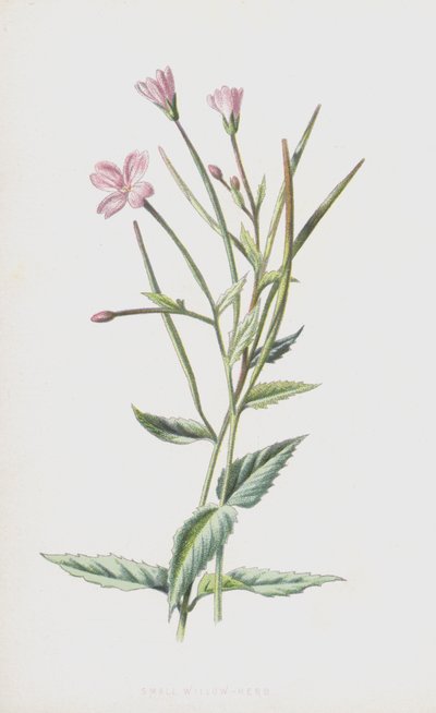 Liten pilört (chromolitho) av Frederick Edward Hulme