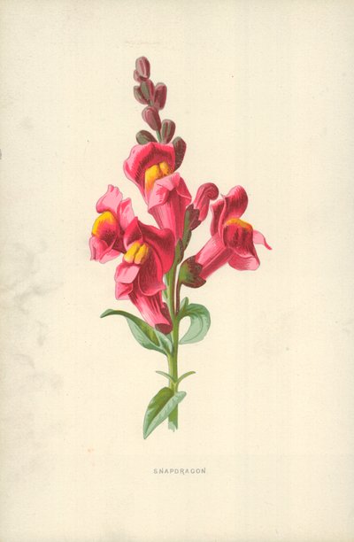 Snapdragonswed av Frederick Edward Hulme
