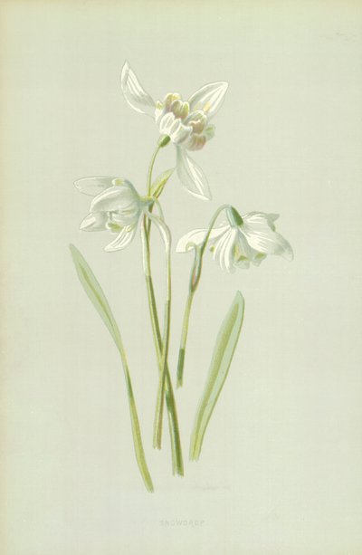 Snödroppe av Frederick Edward Hulme