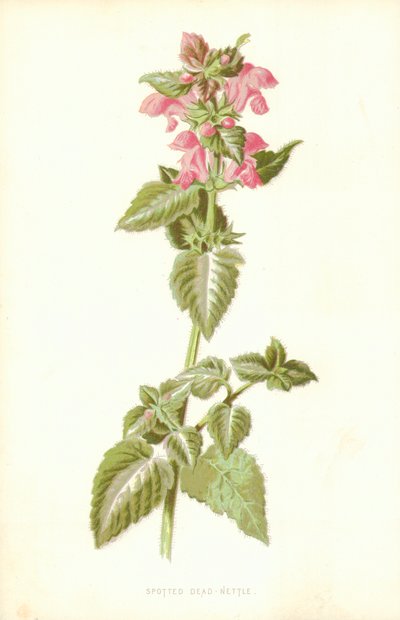 Fläckig död nässla av Frederick Edward Hulme