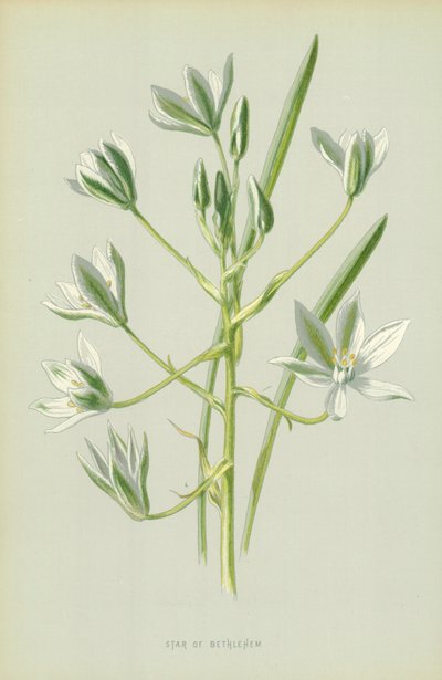 Betlehems stjärna av Frederick Edward Hulme
