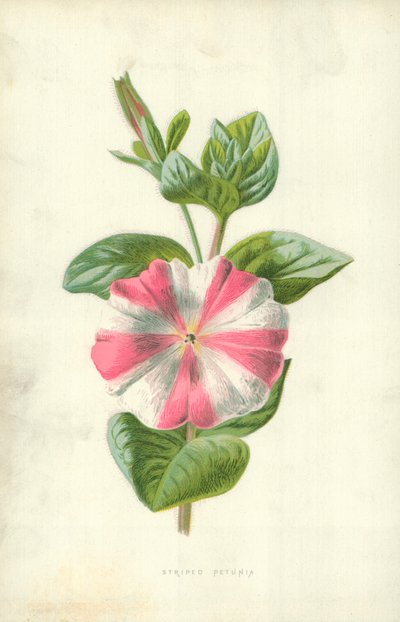 Randig petunia av Frederick Edward Hulme