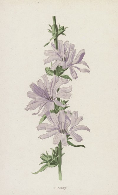 Sackor (chromolitho) av Frederick Edward Hulme