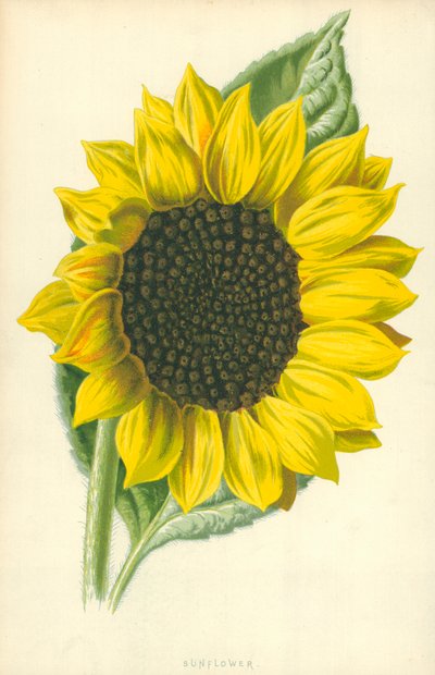 Solros av Frederick Edward Hulme