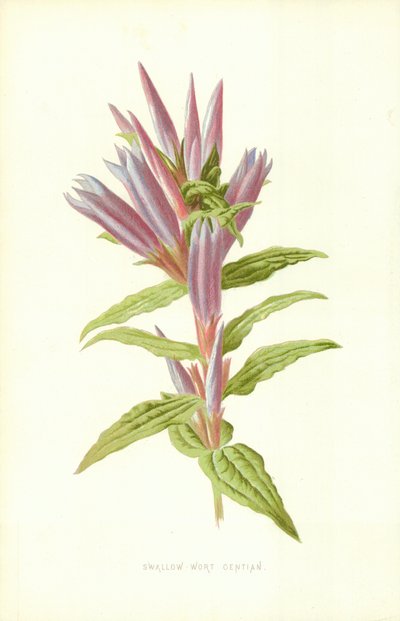 Svalört Gentiana av Frederick Edward Hulme