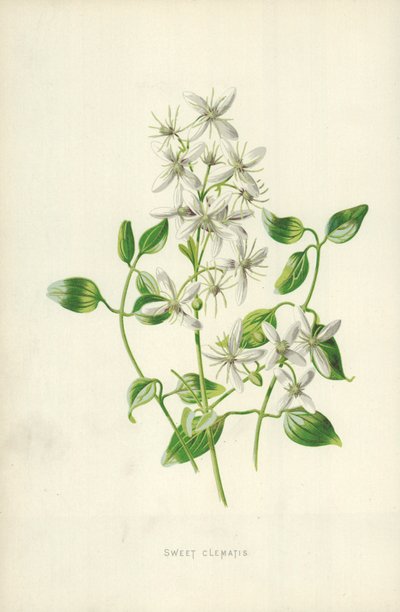 Söt klematis av Frederick Edward Hulme