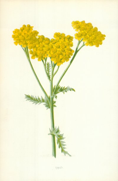 Undervurderet av Frederick Edward Hulme