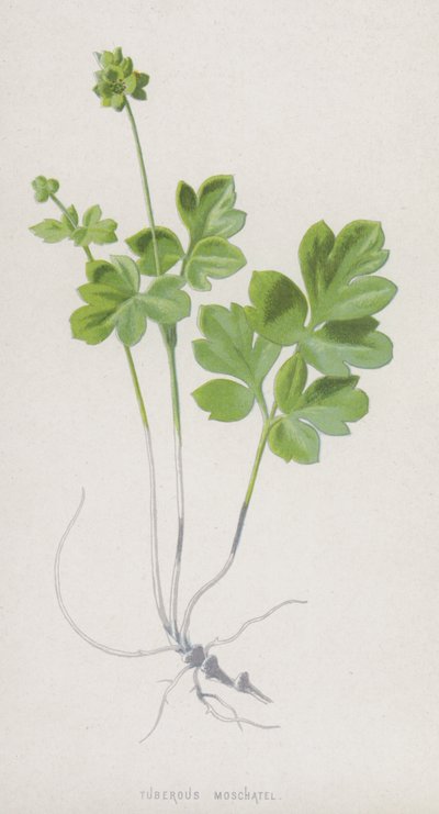 Tuberous Moschatel (chromolitho) av Frederick Edward Hulme