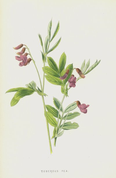 Knölärter (chromolitho) av Frederick Edward Hulme