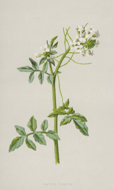 Vattenkrasse (chromolitho) av Frederick Edward Hulme