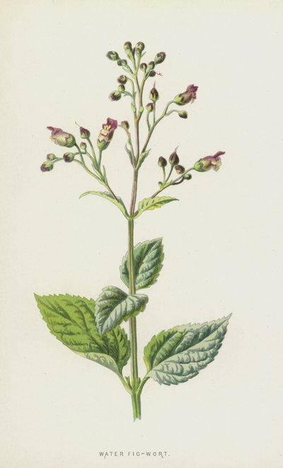 Vatten fikonört (chromolitho) av Frederick Edward Hulme