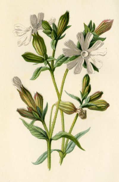 White Campion, 1877. av Frederick Edward Hulme
