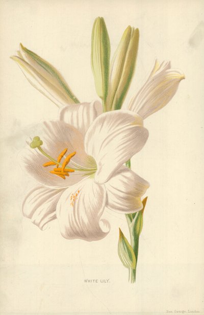 vit lilja av Frederick Edward Hulme