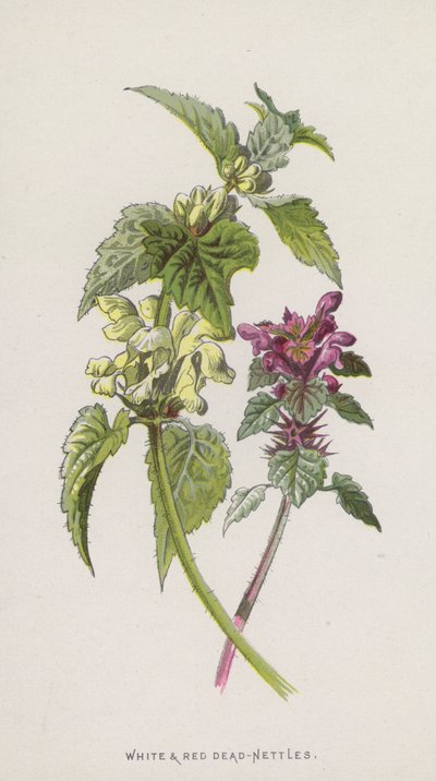 Vita och röda döda nässlor (chromolitho) av Frederick Edward Hulme