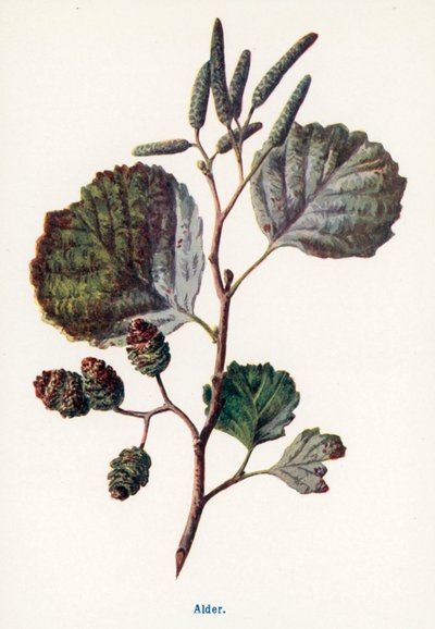 Vilda frukter från landsbygden: Alder (färglitografi) av Frederick Edward Hulme