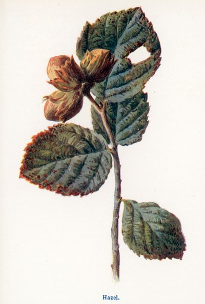  av Frederick Edward Hulme